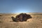 Root of a Welwitschia plant in Namibian desert