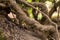 Root withered brown intertwined with an old tree covered with moss in the forest