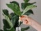 Rooted cutting of fiddle leaf fig or ficus lyrata