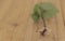 A rooted cutting of sweet potato plant - wooden background