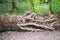 Rooted fallen trunk in a footpath