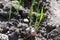 Rooted garlic bulbs are growing on ground. Juicy green sprouts of garlic planted in garden