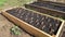 rooted strawberry plants arranged in a raised wooden bed for planting. strawberry cultivation in vegetable garden