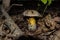 The Rooting bolete or Whitish bolete Latin: Caloboletus radicans, previously Boletus radicans or Boletus albidus grows in a dark