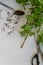 Rooting cuttings from Geranium plants, white background and space for text