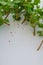 Rooting cuttings from Geranium plants, white background and space for text