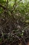 Rooting Mangroves in the Wetlands of the Spanish Lagoon