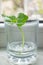 Rooting/ propagating green basil in a jar of water