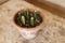 Rooting sansevieria cylindrica straight snake Plants