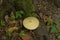 Rooting shank mushroom on the forest floor