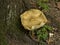 Rooting shank mushroom on the forest floor