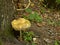 Rooting shank mushroom on the forest floor