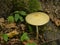 Rooting shank mushroom on the forest floor