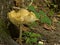 Rooting shank mushroom on the forest floor