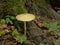 Rooting shank mushroom on the forest floor