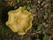 Rooting shank mushroom on the forest floor, overhead view