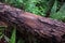 Rooting Wood in Tropical Secondary Forest