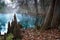 The roots of bald cypress trees and clear water in the Manatee