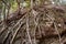 The roots of the banyan tree on a large rock. Golden Fig or Weeping Fig Ficus benjamina