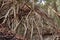 The roots of the banyan tree on a large rock. Golden Fig or Weeping Fig Ficus benjamina