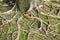 Roots banyan tree in nature garden
