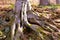 Roots of a beech in the road to the winter station and spa Poiana Brasov.