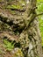 Roots of a beech tree on a steep slope