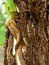 Roots climb on tree.