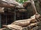 Roots covering stones of Angkor Wat temple