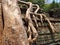 Roots covering stones of Angkor Wat temple