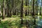 Roots of Cypress trees at Caddo Lake, Texas