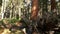 Roots of fallen sequoia, giant redwood tree trunk in forest. Uprooted large coniferous pine lies in national park of