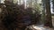 Roots of fallen sequoia, giant redwood tree trunk in forest. Uprooted large coniferous pine lies in national park of