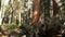 Roots of fallen sequoia, giant redwood tree trunk in forest. Uprooted large coniferous pine lies in national park of