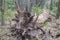 The roots of the fallen to the ground of an old tree in the forest