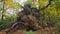 The roots of a fallen tree in the autumn forest