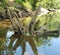 Roots of a fallen tree reflecting on the water