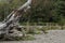 Roots of a fallen tree in washington natural setting