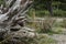 Roots of a fallen tree in washington natural setting