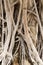 Roots of Ficus