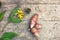 Roots, flower and leaves of fresh organic topinambur or jerusalem artichoke Helianthus tuberosus on wooden background. Diabetic fr