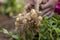 Roots full potatoes are showing a worker in Thakurgong, Bangladesh.