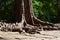 The roots of a giant tree spreading over stones in an overgrown temple.