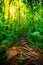 Roots and green plants in Basse Terre jungle