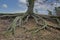 Roots growing upward on the exterior . Tree with external roots