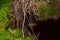 The roots of a huge fallen pine tree in the taiga in a swamp. Bushes with delicious forest blueberries. Dirty swamp water.