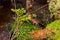 The roots of a huge fallen pine tree in the taiga in a swamp. Bushes with delicious forest blueberries. Dirty swamp water.