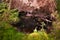 The roots of a huge fallen pine tree in the taiga in a swamp. Bushes with delicious forest blueberries. Dirty swamp water.