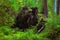 The roots of a huge fallen pine tree in the taiga in a swamp. Bushes with delicious forest blueberries. Dirty swamp water.