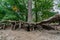 Roots of a hugh tree above ground on a sandy subsoil